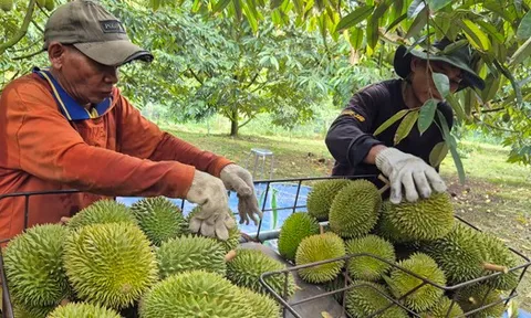 Sầu riêng tăng giá, xuất khẩu rau quả hồi phục