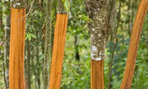 Một loại cây từ Indonesia đổ bộ giúp Việt Nam xuất khẩu dẫn đầu thế giới: Thu về hơn 210 triệu USD, được mệnh danh vàng nâu triệu đô của toàn cầu