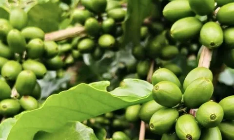 Giá cà phê hôm nay 11-9: Tăng mạnh và lợi thế mới của cà phê Việt