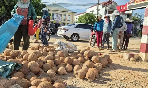 Nông dân trồng dừa trúng lớn