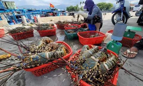 Trung Quốc đang tăng ‘săn’ báu vật dưới nước gì của Việt Nam dịp Trung thu, Tết năm nay?