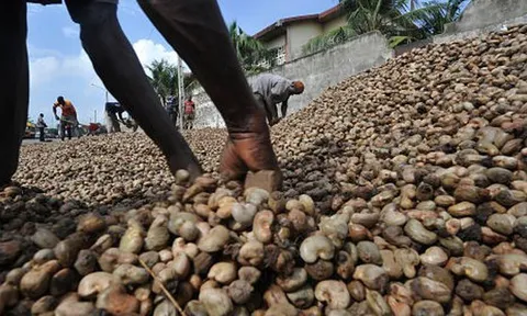 Campuchia nuôi tham vọng soán ngôi ‘ông trùm’ của Việt Nam ở mặt hàng tỷ đô: có diện tích trồng gần 700.000 ha, xuất khẩu hàng trăm tấn từ Á sang Âu