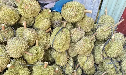 Sầu riêng sượng nước rớt giá mạnh, khắc phục được không?