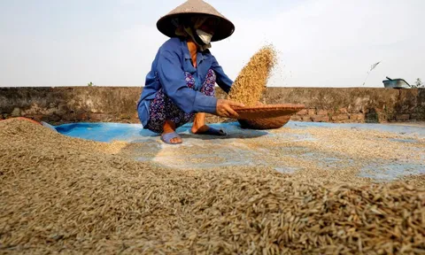Philippines ra lệnh tạm ngừng nhập khẩu gạo, Việt Nam tăng mạnh xuất khẩu sang những thị trường nào?