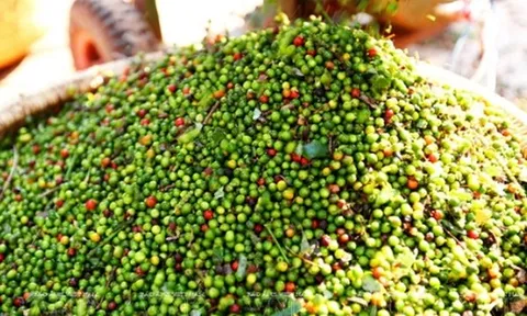 Giá tiêu hôm nay 15/9: Ổn định, cao nhất 151.000 đồng/kg