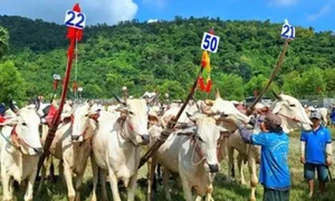 An Giang sẵn sàng Hội đua bò Bảy Núi lần thứ 30