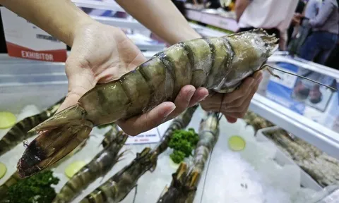 Trung Quốc ồ ạt mua tôm Việt, lần đầu soán vị trí nhập khẩu số 1 từ Mỹ