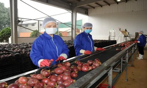 Một ngành hàng của Việt Nam công bố con số kỷ lục gần 1,3 tỷ USD, Trung Quốc có đóng góp lớn