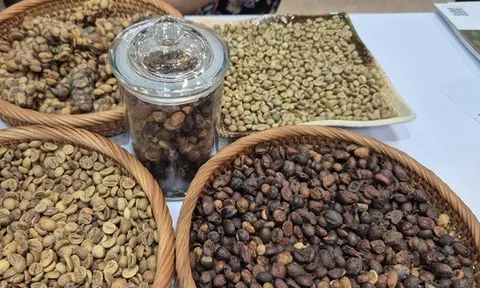 Giá cà phê hôm nay 21-9: Chạm đáy tuần, xuất khẩu cà phê sang Mỹ tăng đột biến
