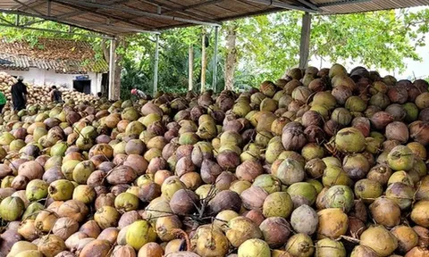 Dừa khô tăng giá kỷ lục