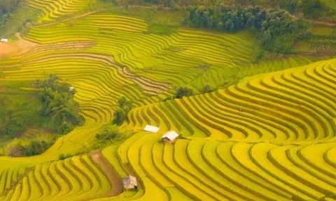 Soi giá loạt tour ngắm mùa lúa chín Tây Bắc đang hot nhất hiện nay