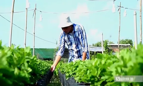 “Thủ phủ hoa kiểng miền Tây” tất bật chăm hoa, đón cơ hội kép dịp cuối năm