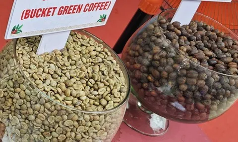 Giá cà phê hôm nay 25-9: Arabica, Robusta quay đầu tăng vọt