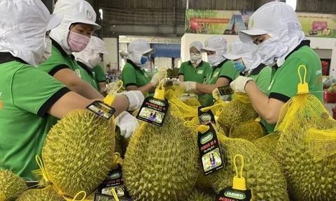 Kim ngạch xuất khẩu rau quả Việt Nam cao chưa từng có