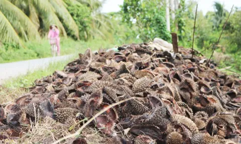 Thứ vỏ từng bị vứt bỏ gây hại cho môi trường, giờ trở thành “mỏ vàng” lộ thiên