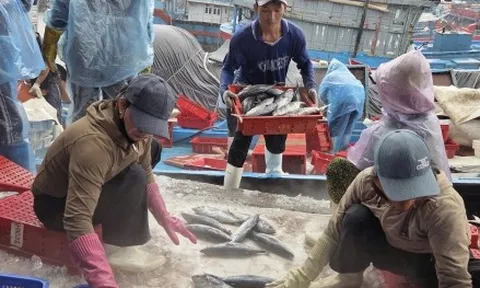 Tàu cá nối đuôi nhau cập bờ, ngư dân tất bật bán hải sản 'chạy bão' Bualoi