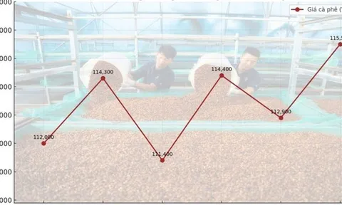 Giá cà phê hôm nay 28-9: Biến động dữ dội, kiểm soát thế nào?