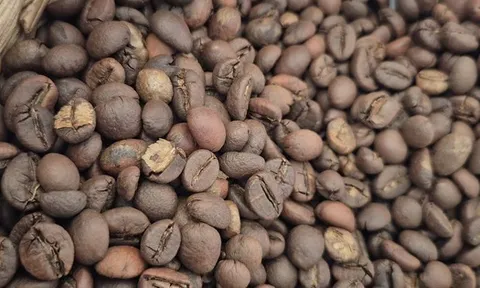 Giá cà phê hôm nay 29-9: Tuần mới giá đi về đâu?