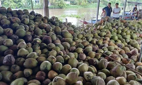 Dừa khô Thái Lan giá rẻ tìm đường đổ bộ sang Việt Nam