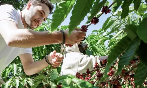 Giá cà phê hôm nay 30-9: Giảm nhẹ, mùa thu hoạch bắt đầu