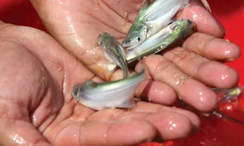 Việt Nam sở hữu ‘kho báu’ dưới lòng sông: Giá lên đến 350.000/kg, thịt thơm ngọt