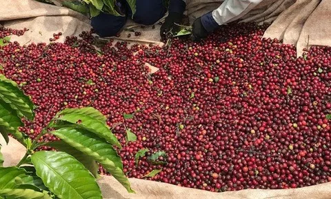 Giá cà phê hôm nay 1-10: Quay đầu tăng, khép lại vụ cà phê cũ như mơ