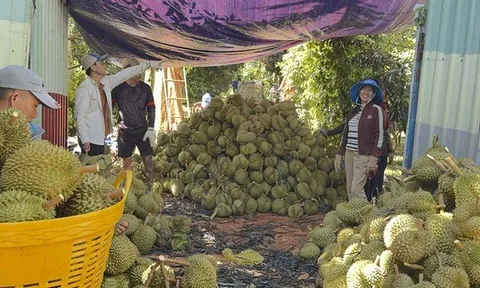 Giá sầu riêng giảm sâu nhưng xuất khẩu vẫn tăng mạnh
