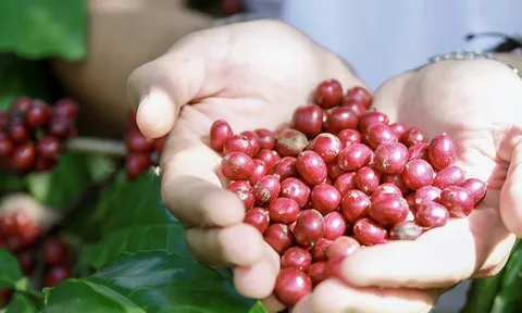 Giá cà phê hôm nay 2-10: Tăng vọt khó tin