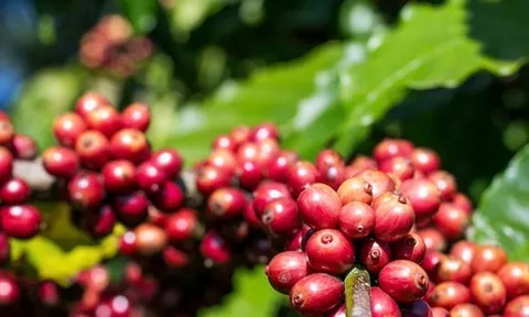 Giá cà phê hôm nay 3-10: Giảm, bức tranh thu hoạch Robusta toàn cầu ra sao?