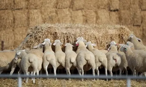 Trung Quốc bất ngờ gom mạnh một loại nguyên liệu quan trọng từ Úc do nguồn cung khan hiếm, giá tăng vọt 11 tháng liên tiếp