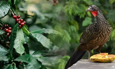 Giống đến 90% cà phê chồn từ Việt Nam, quốc gia đối thủ đang nhân giống một loại cà phê chim có giá 35 triệu đồng/kg – được khắp Á, Âu săn đón