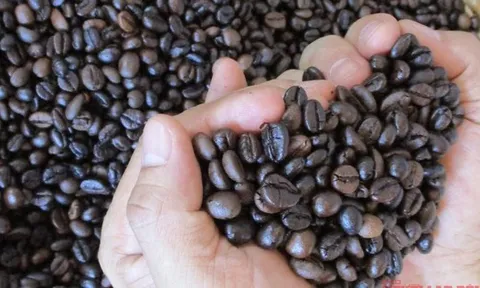 Giá cà phê hôm nay 4-10: Bùng nổ cuối tuần
