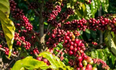 Giá cà phê hôm nay 5-10: Trong nước đang rẻ, Trung Quốc thích nhập cà phê thô