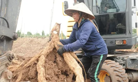 Biến cây mọc dại thành “vàng trắng”, người nông dân thu 3,6 tỷ đồng/năm