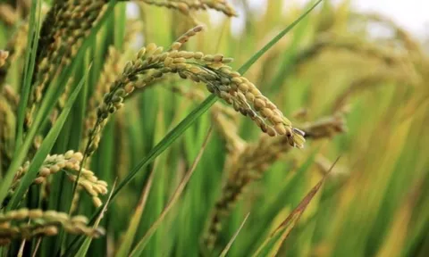 Buồn của quốc gia sản xuất gạo lớn thứ 3 thế giới: Giá tăng vọt dù sản lượng và nhập khẩu cao kỷ lục, mua từ Việt Nam tăng gần 26.000%