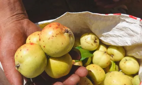 Đặc sản táo mèo Mù Cang Chải vào vụ