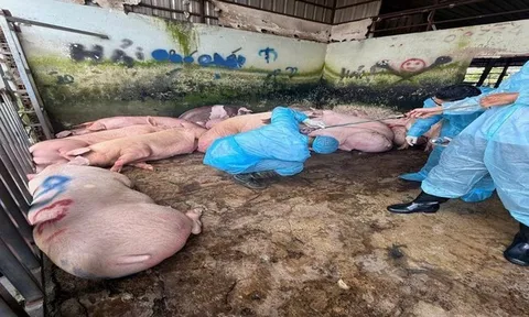 Phát hiện 89 con heo trong lò mổ dương tính với chất cấm