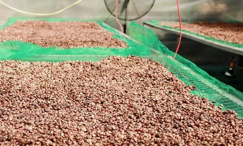 Giá cà phê hôm nay 8-10: Giảm mạnh, doanh nghiệp Việt lép vế cuối vụ