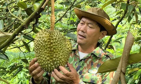 Giá sầu riêng hôm nay 8-10: Vượt 100.000 đồng/kg, nhà vườn trúng lớn