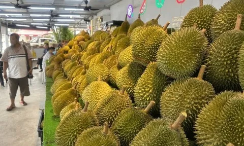 Là vựa sầu riêng lớn nhất Đông Nam Á, đối thủ của Việt Nam cho biết chỉ nhận về 10% giá trị vì trung gian qua Thái Lan, sắp xuất khẩu trực tiếp sang Trung Quốc