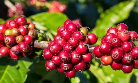 Giá cà phê hôm nay 9-10: Tăng rất mạnh, Robusta Việt có bị soán ngôi vua?