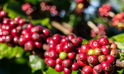 Giá cà phê hôm nay 10-10: Tăng mạnh rồi đi lùi