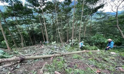 Cưa cây làm chết người, người đàn ông bị khởi tố