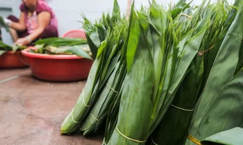 Loại lá trước kia cho không ai lấy, nay được Trung Quốc bao mua: Người dân Phú Thọ “hái ra tiền tỷ”