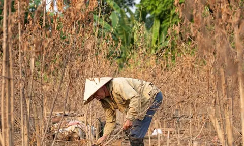 Đào Nhật Tân chết khô chết héo