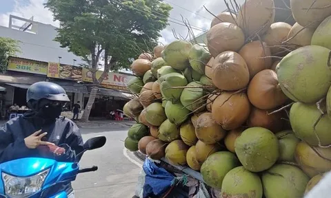 Rõ lý do giá dừa tươi rớt thảm
