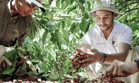 Giá cà phê hôm nay 17-10: Robusta tăng tiếp