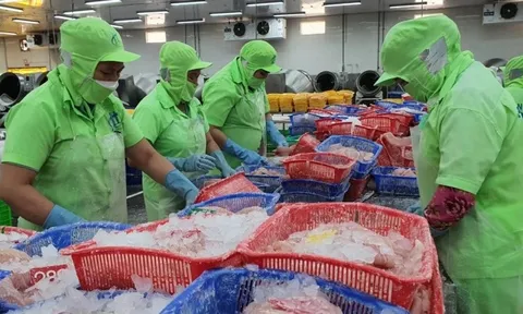 Xuất hiện thị trường trọng điểm mới của cá tra Việt
