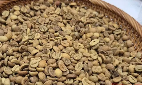 Giá cà phê hôm nay 18-10: Robusta hạ nhiệt