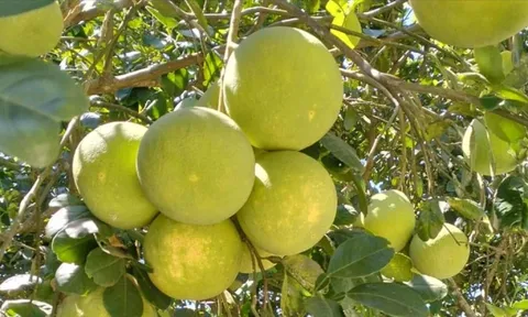Huế vào mùa quả ngọt thanh, ruột giòn, hương thơm không nơi nào có